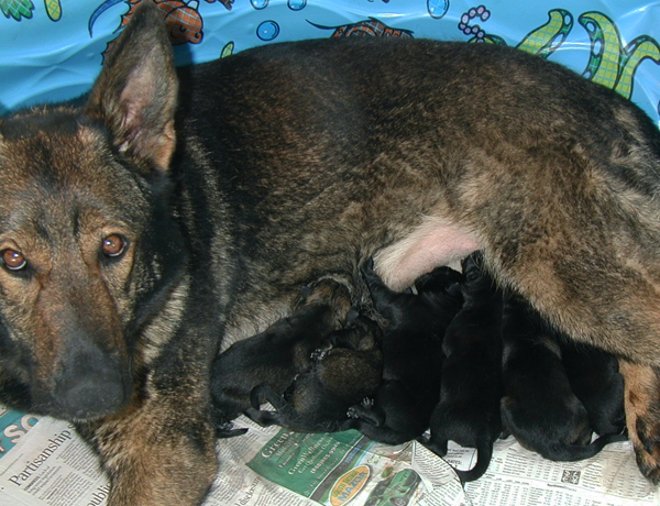 Biehla x Ajax litter with Biehla_Newborn