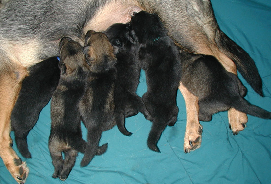 Biehla x Ajax pups 3 wks