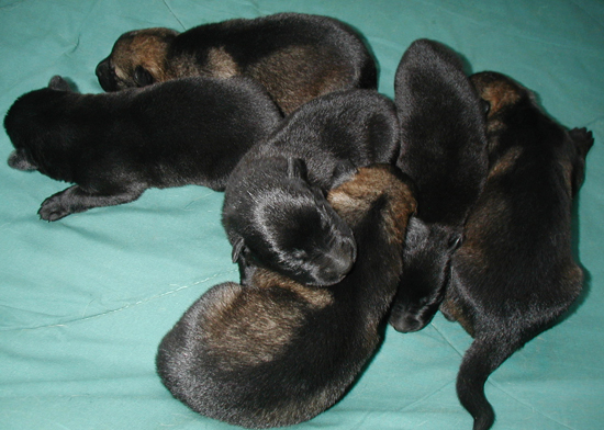 Biehla Ajax pups 5 days old_550w