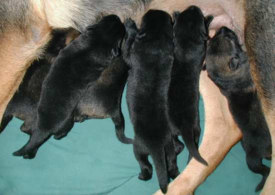 Biehla Ajax pups_ 5 days old