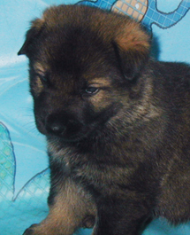 Biehla_2.5 wks