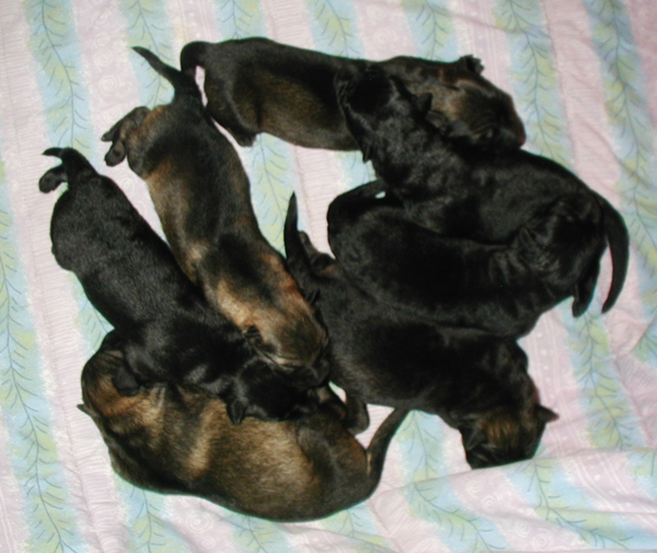 Biscaya x Italo litter 24 hrs old