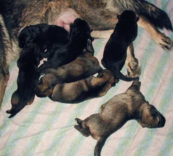 Biscaya x Italo Litter 8 days old