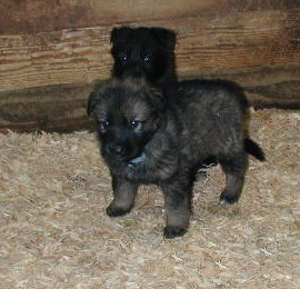 Biscays Italo blue collar sable male