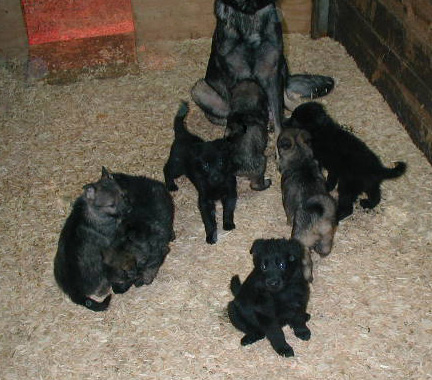 Biscaya x Italo litter 5 wks