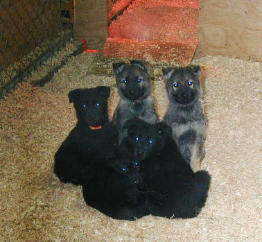 Biscaya pups 8 wks