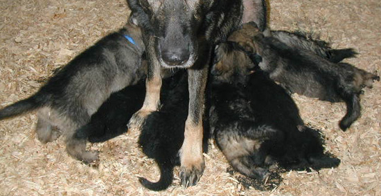 Biscaya x Italo Litter_5 wks