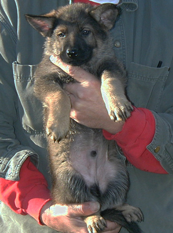 Black Collar male