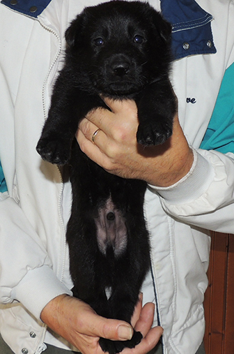 Tina Gerry V Litter blk male blue collar 3.5 wks