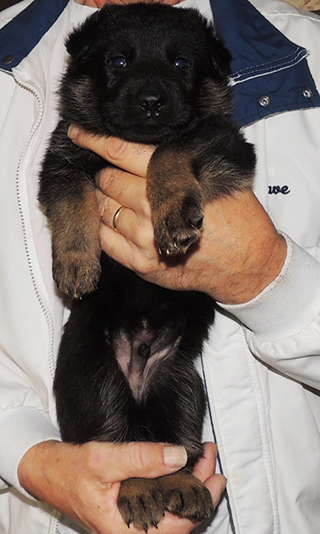 Tina Gerry Blk Collar bicolor male 3.5 wks