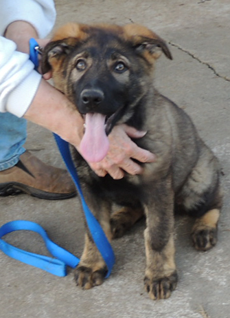 Black Collar male 11.5 wks