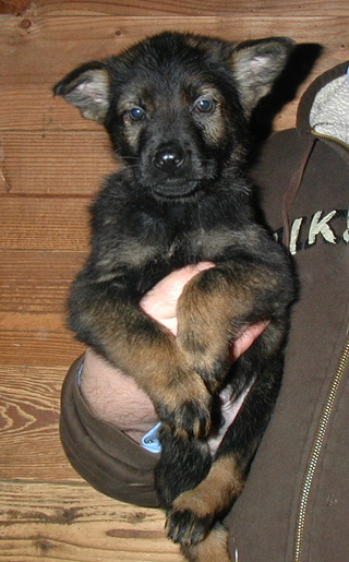 Xenna Lux 2nd litter Black Collar Male