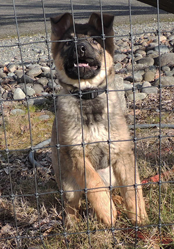 Blk Collar sable female 11.5 wks 2