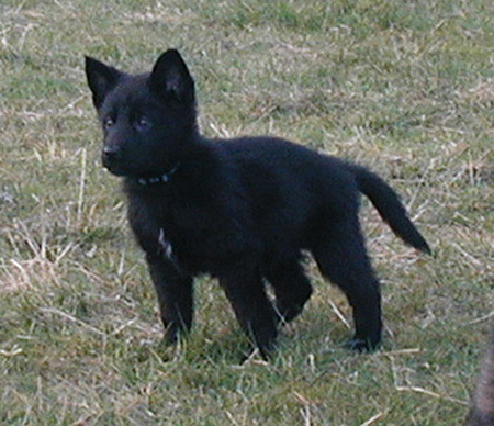 D Litter aka Fenris 8 wks old