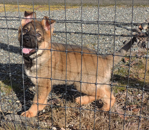 Blk Collar sable female 11.5 wks 3