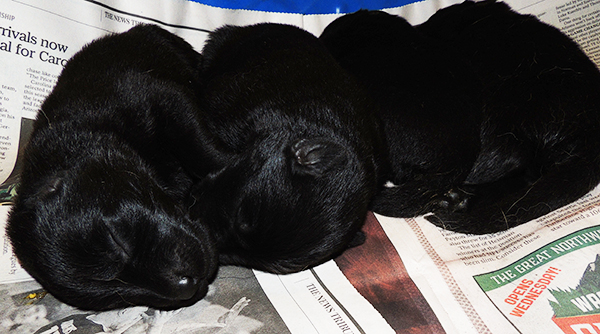 Yulia Mango L Litter black pups 6 days 2