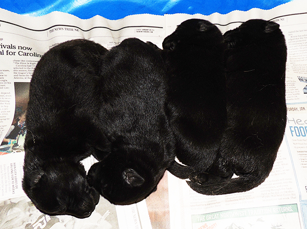Yullia Mango L Litter Black pups 6 days1