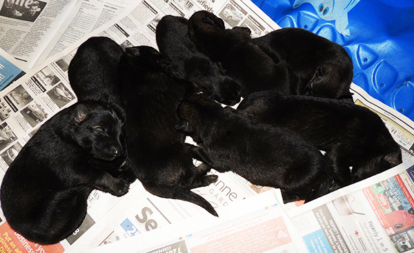 Yulia Mango L Litter Sable pups 6 days 1