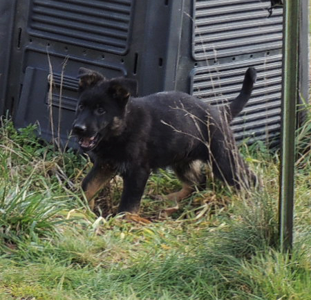 Vitorro blk collar male