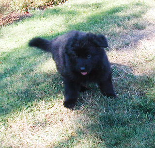 Dany Ivo blk female 5 wks