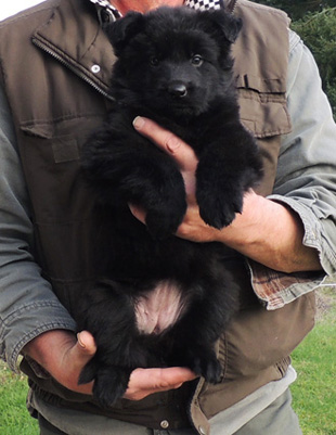 Elfir Aron Blk Female 6 wks