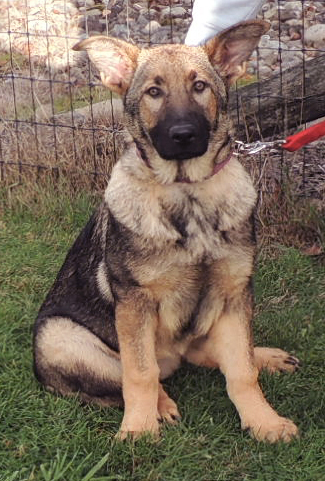 Blue collar female now magenta collar_16 wks