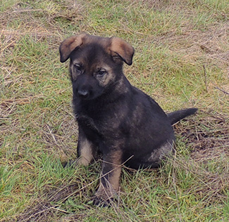 Blue collar male 6 wks