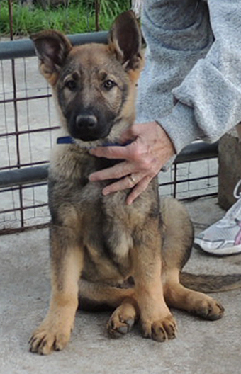 Tracker Jasmin Blue Collar Sable female 11.5 wks