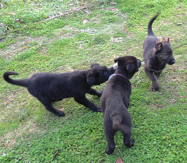 Blue collar male, Rose collar male, orange collar female