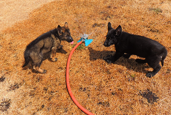 Boys in Sprinkler