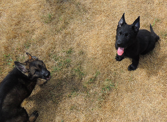 Boys in Pasture