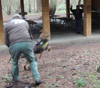 Finds bad guy in COOK SHACK