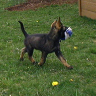 Dagar WP Photo 10 wks