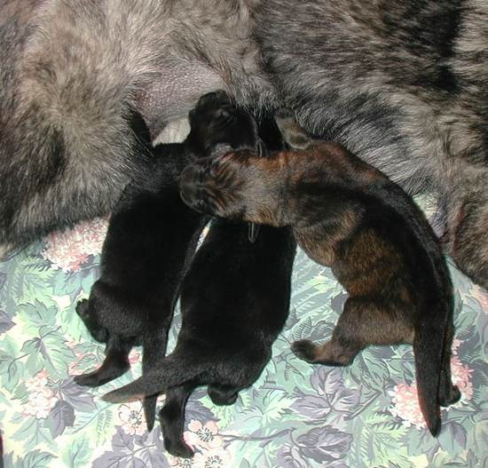 Dany Ivo females 2 days old