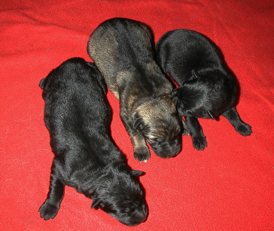 Dany Ivo females 24 hrs