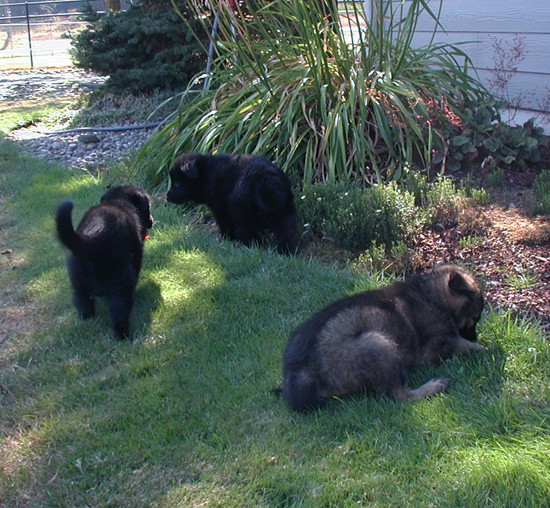 Dany Ivo females at 5 wks