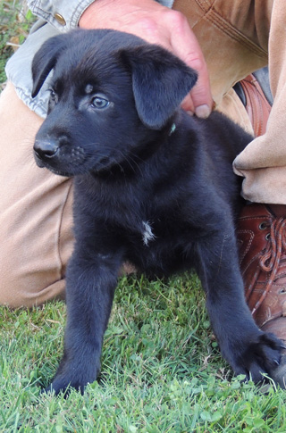 Blk Male Dk Green Collar 6 wks