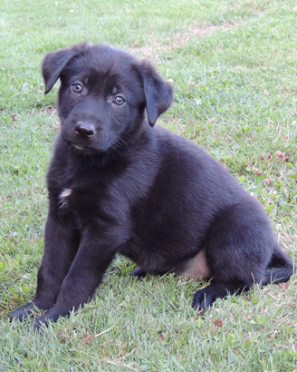 Blk Male Lime Collar 6 wks