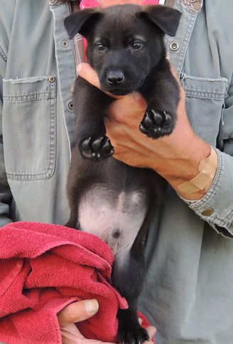 Blk Sable Male Royal blue collar 6 wks