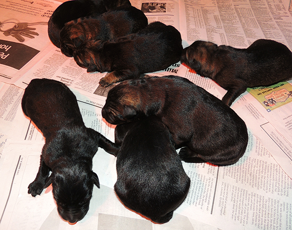 Denzi Gerry H Litter Newborns 1