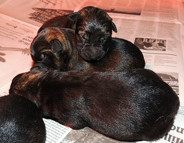 Denzi Gerry H Litter newborns 2