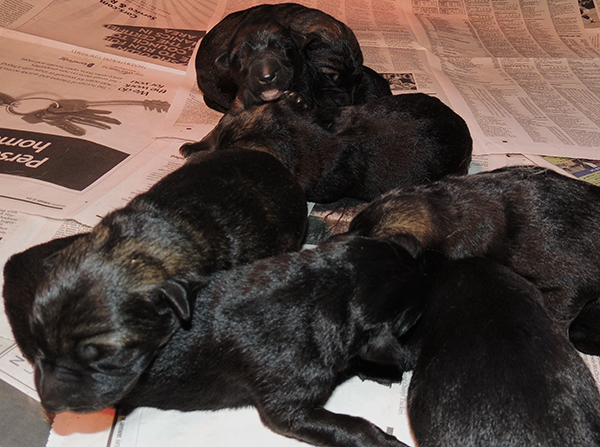 Denzi Gerry H Litter newborns 3