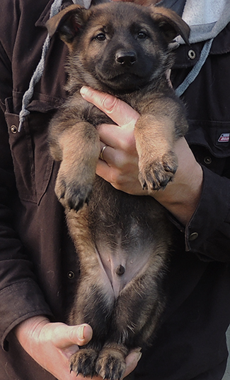 Denzi Gerry H Litter Blk collar blk sable male 6.5 wks