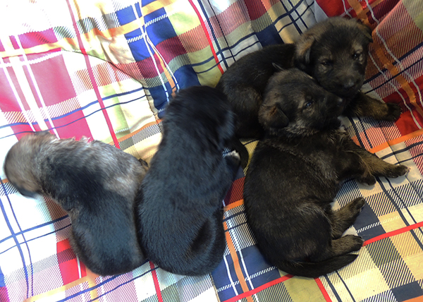 Denzi Gerry H Litter females 19 days 3