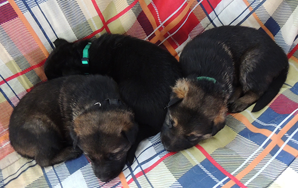 Denzi Gerry H Litter males 19 days