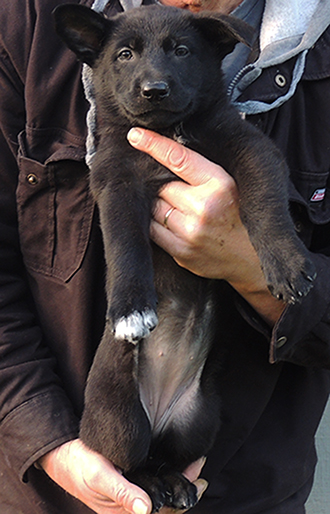 Denzi Gerry H Litter Pink collar black female 6.5 wks