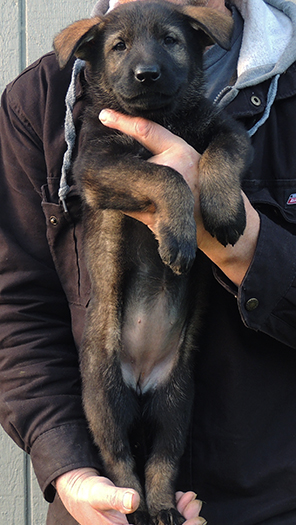 Denzi Gerry H Litter purple collar blk sable female 6.5 wks