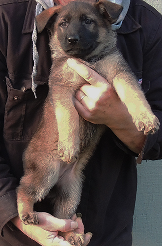 Denzi Gerry H Litter Red collar red sable female 6.5 wks