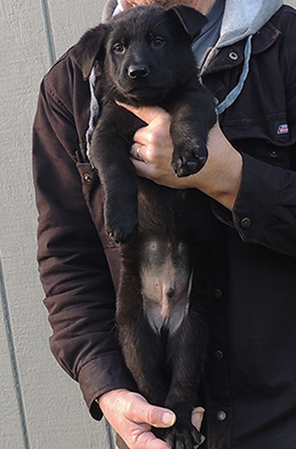 Denzi Gerry H Litter Blk Male 6.5 wks