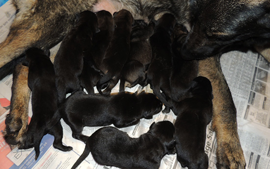 Denzi M Litter 2 days old 1